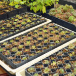como-fazer-muda-de-plantas-suculentas-passo-a-passo-completo
