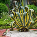 agave-americana-beleza-versatilidade-e-utilidades-surpreendentes