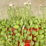 como-cuidar-da-suculenta-colar-de-perola-um-guia-completo-para-manter-sua-planta-sempre-bonita