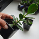 como-cuidar-da-suculenta-jade-dicas-de-um-jardineiro-experiente