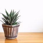 como-cuidar-da-suculenta-zebra-guia-completo-para-manter-sua-planta-saudavel-e-bonita