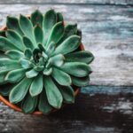 como-cuidar-de-uma-echeveria-passo-a-passo
