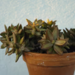 como-plantar-suculenta-em-vaso-de-barro-guia-pratico-para-cultivar-com-sucesso