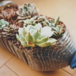 como-plantar-suculentas-na-garrafa-pet-um-guia-pratico-e-sustentavel
