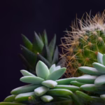 como-plantar-varias-suculentas-no-mesmo-vaso-um-guia-completo