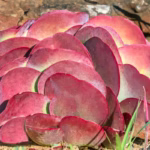 kalanchoe-thyrsiflora