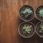 o-que-sao-plantas-suculentas-um-guia-completo-para-entender-essas-maravilhas-da-natureza