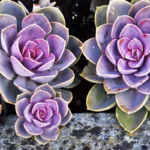 como-cuidar-da-rosa-de-pedra