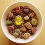 como-cuidar-de-lithops-guia-completo-para-ter-uma-planta-saudavel-e-bonita