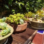 melhor-lugar-para-plantar-suculentas-tudo-o-que-voce-precisa-saber