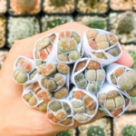 o-que-e-lithops-as-pedras-vivas-que-encantam-jardineiros-e-colecionadores
