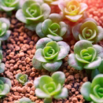 como-fazer-muda-de-plantas-suculentas