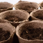 como-preparar-a-terra-para-plantar-suculentas-um-guia-completo
