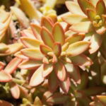 voce-sabe-quais-sao-as-vantagens-de-cultivar-suculentas