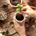 como-plantar-varias-suculentas-no-mesmo-vaso