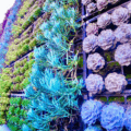 como-fazer-um-jardim-de-suculentas-na-parede