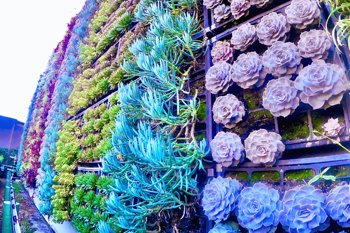 como-fazer-um-jardim-de-suculentas-na-parede