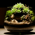 como-montar-um-terrario-de-suculentas