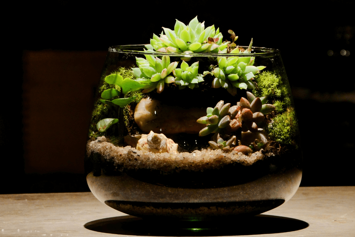 como-montar-um-terrario-de-suculentas