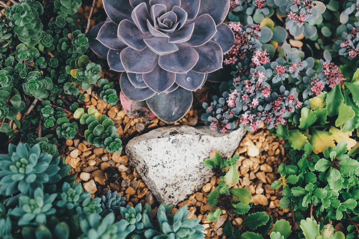 perguntas-frequentes-sobre-plantas-suculentas perguntas-frequentes-sobre-plantas-suculentas