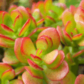 quanto-custa-uma-muda-de-suculenta-jade