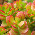 quanto-custa-uma-muda-de-suculenta-jade