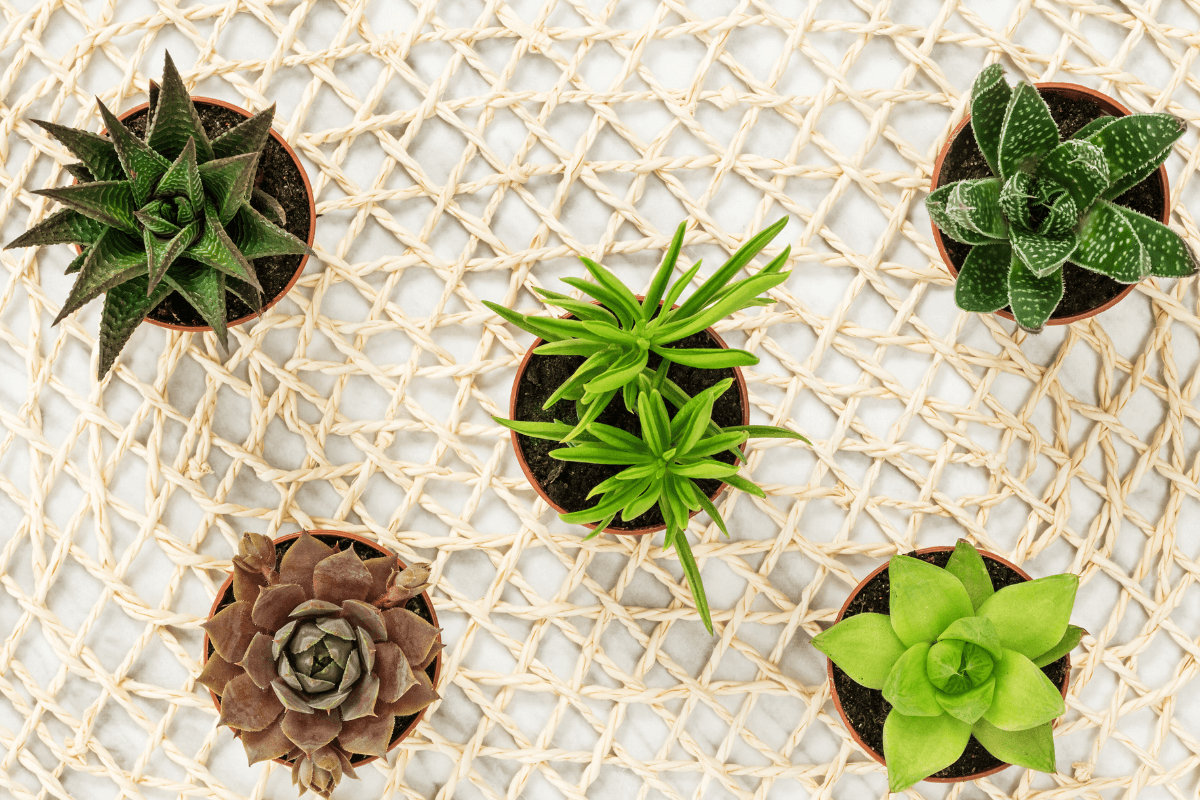 perguntas-recorrentes-sobre-plantas-suculentas
