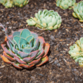 preparar-terra-para-plantar-suculentas