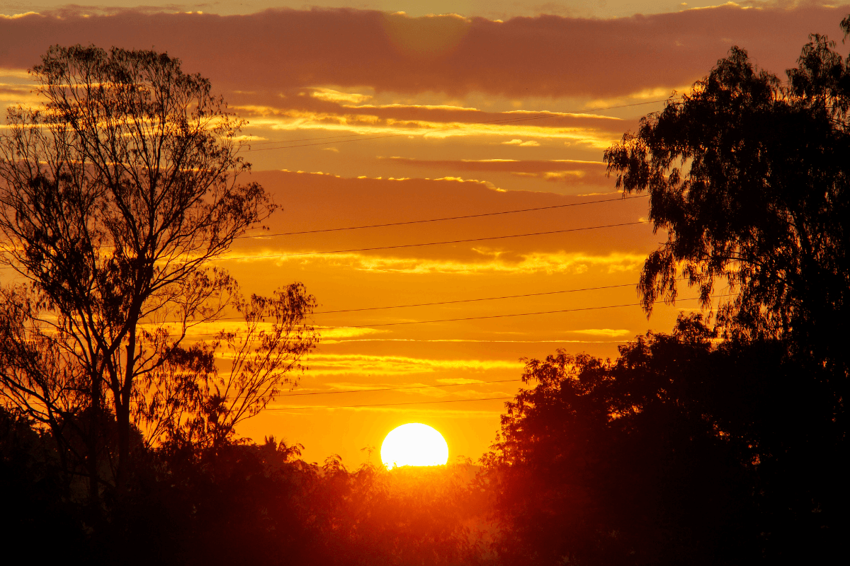 Orelha-de-gato-gosta-de-sol-ou-sombra Orelha-de-gato-gosta-de-sol-ou-sombra