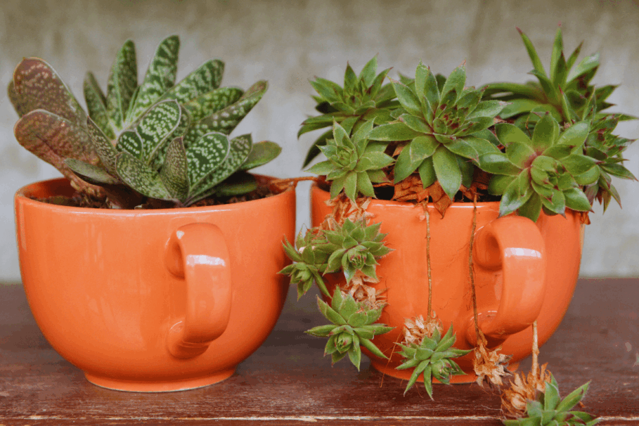 dicas-para-furar-caneca-de-louca-e-assim-plantar-suculentas