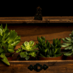 onde-comprar-caixa-para-plantar-suculentas