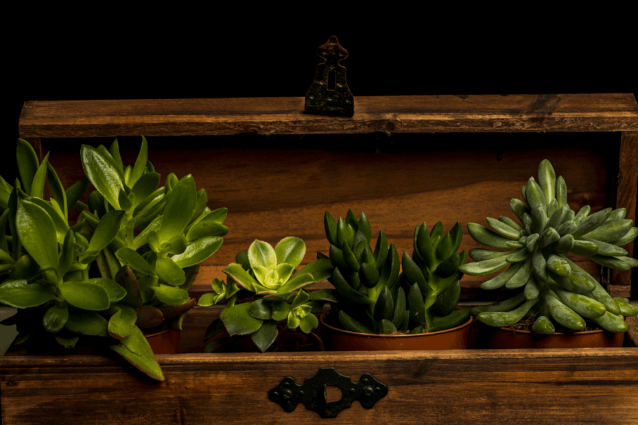 onde-comprar-caixa-para-plantar-suculentas