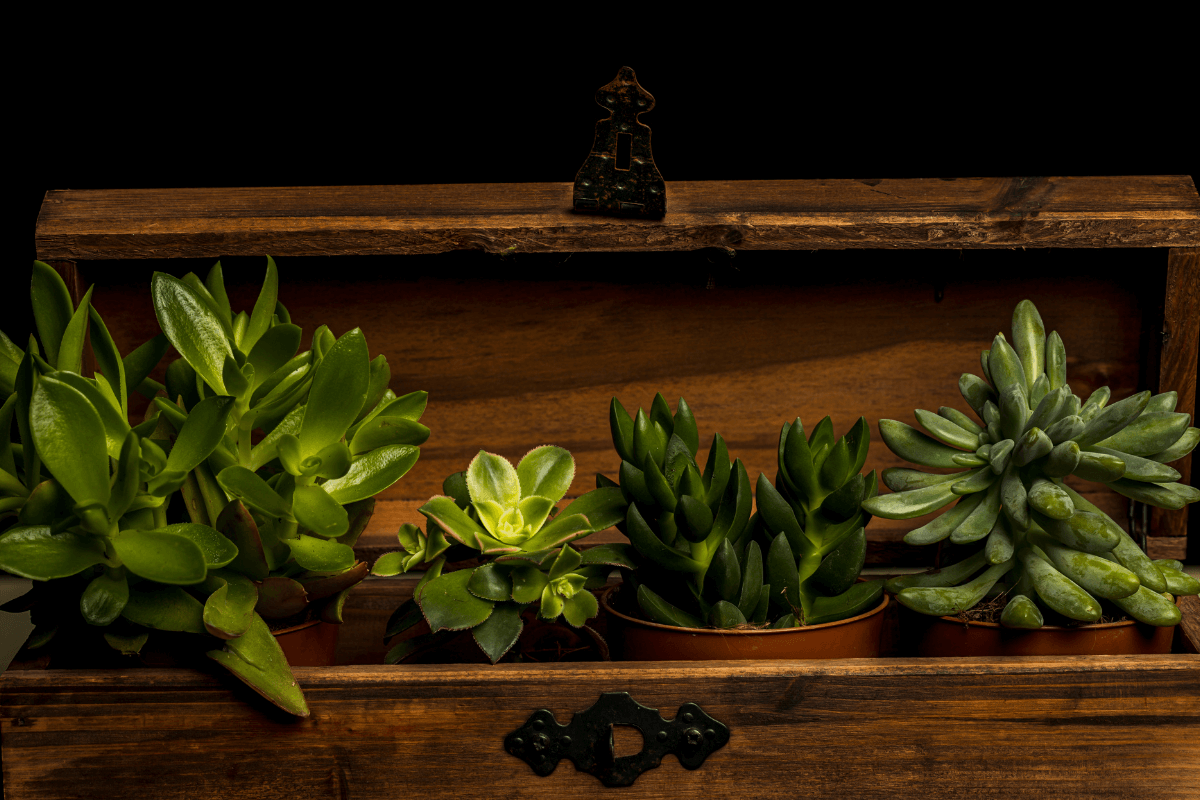 onde-comprar-caixa-para-plantar-suculentas
