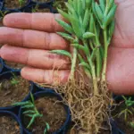 como-plantar-suculenta-bananinha