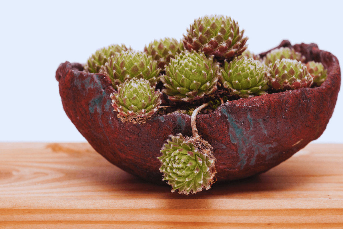 planta-suculenta-Sempervivum