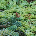 planta-suculenta-rabo-de-burro
