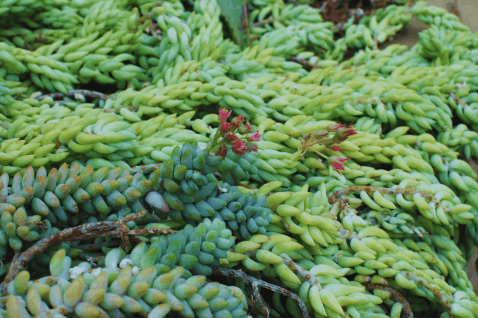planta-suculenta-rabo-de-burro