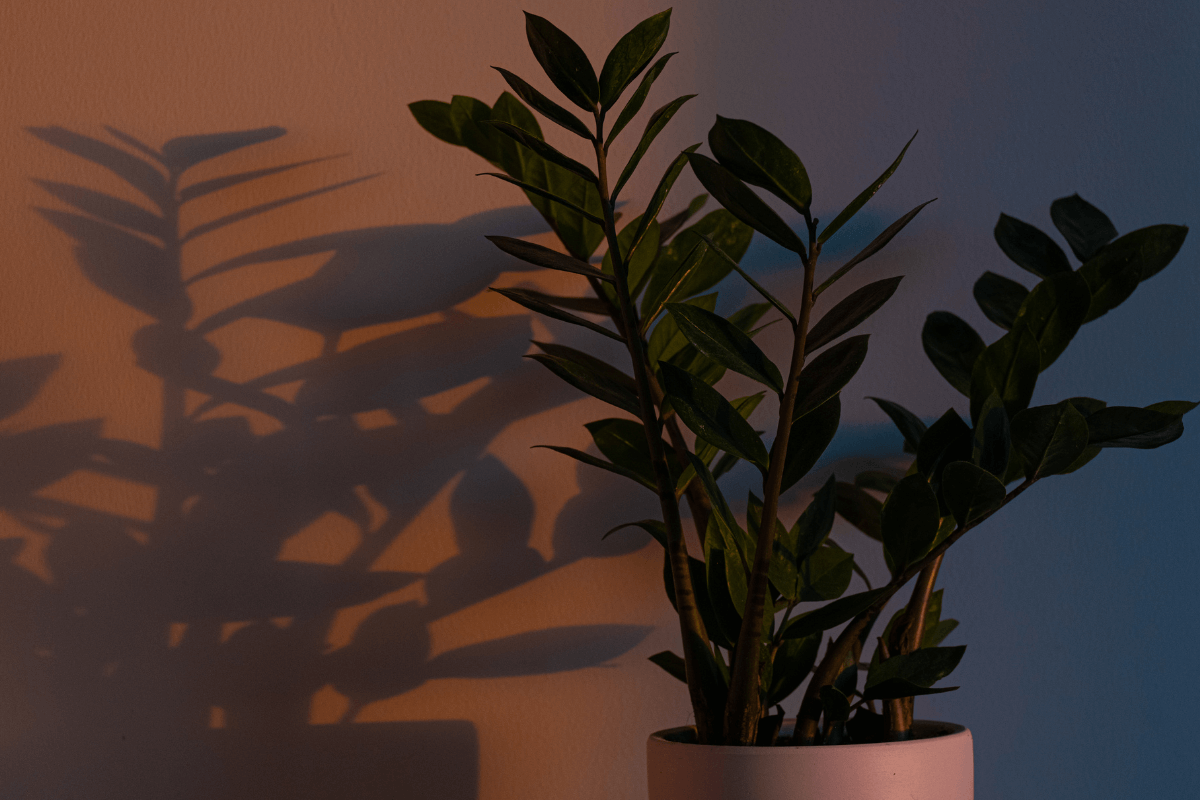 planta-zamioculca