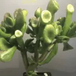 suculenta-orelha-de-shrek