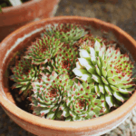 onde-comprar-plantas-suculentas