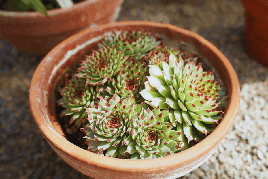 onde-comprar-plantas-suculentas