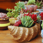 onde-comprar-plantas-suculentas-em-fortaleza