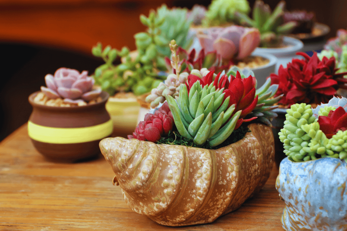 onde-comprar-plantas-suculentas-em-fortaleza