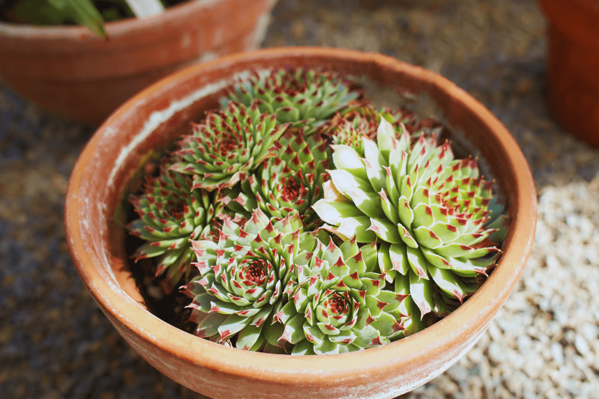 onde-comprar-plantas-suculentas