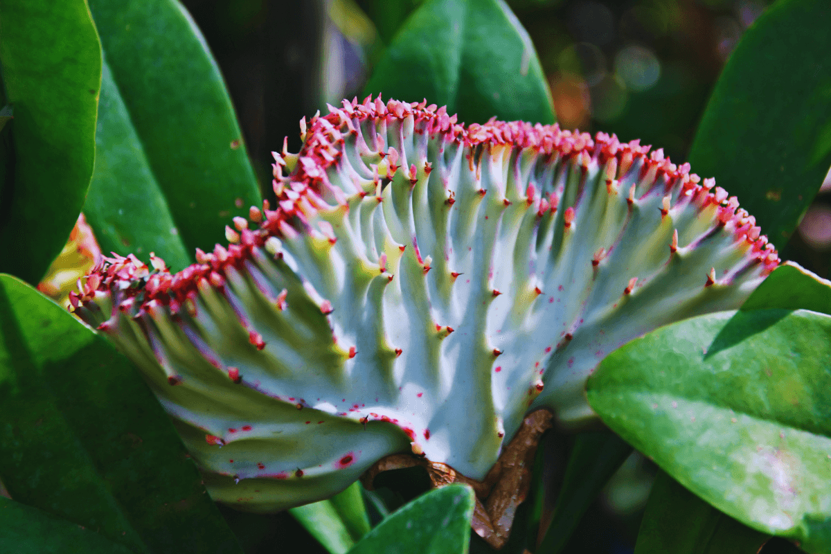 qual-e-o-melhor-lugar-para-deixar-plantas-suculentas