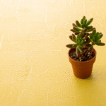 as-plantas-suculentas-gostam-de-sol-ou-sombra