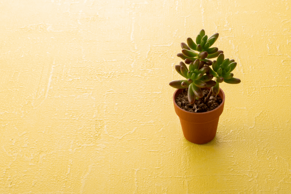 as-plantas-suculentas-gostam-de-sol-ou-sombra