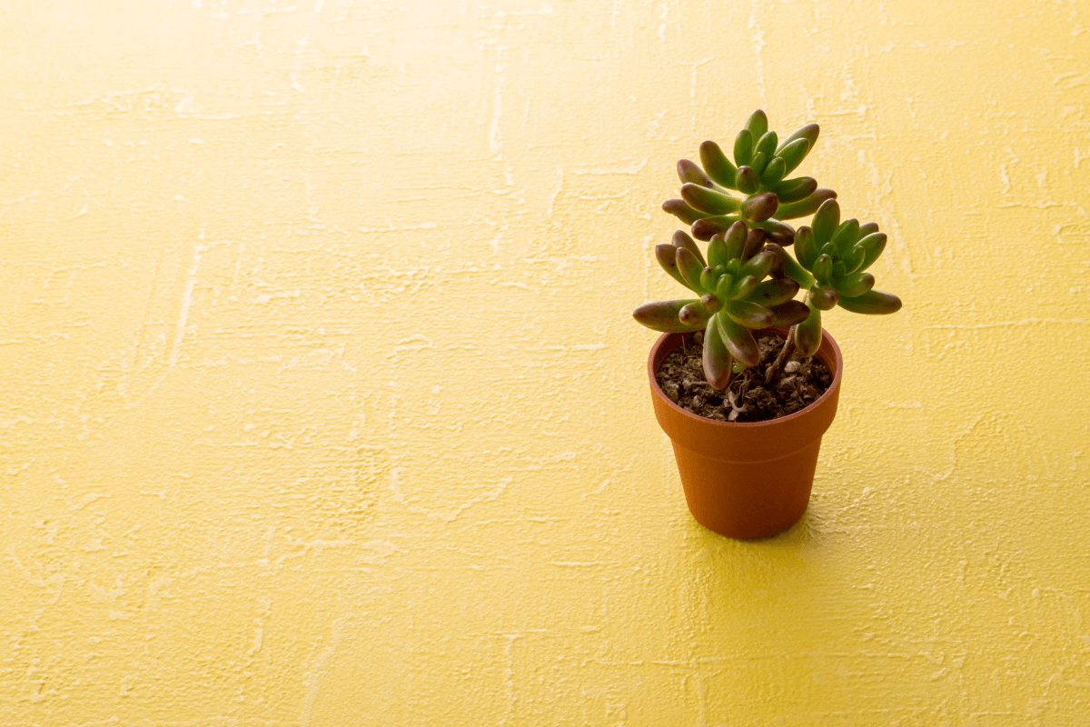 as-plantas-suculentas-gostam-de-sol-ou-sombra