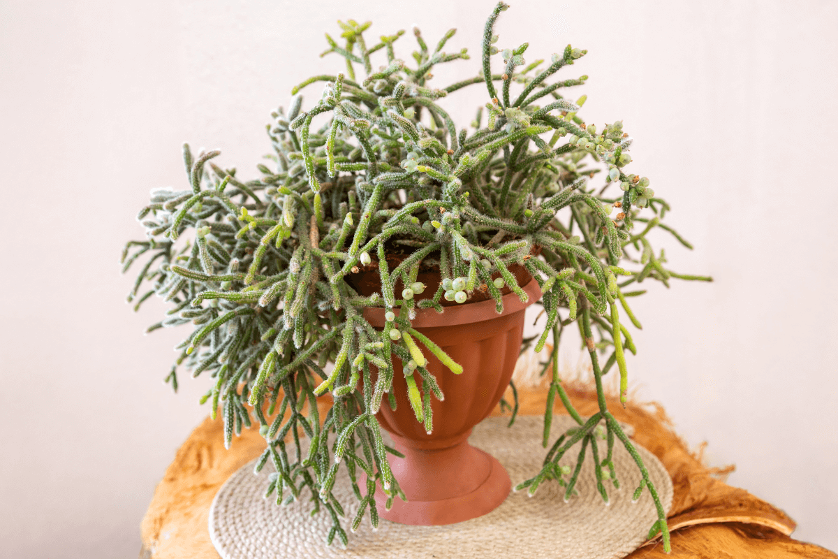 conhecendo-as-especies-que-preferem-a-meia-sombra