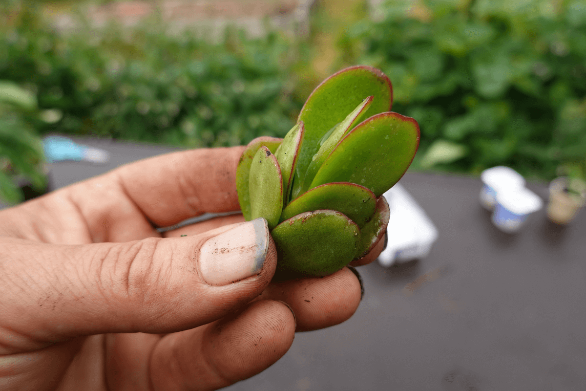 o-grande-grupo-das-que-apreciam-mais-luminosidade